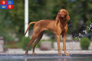 Read more about the article Magyar Vizsla breeders and puppies in Hradec Králové