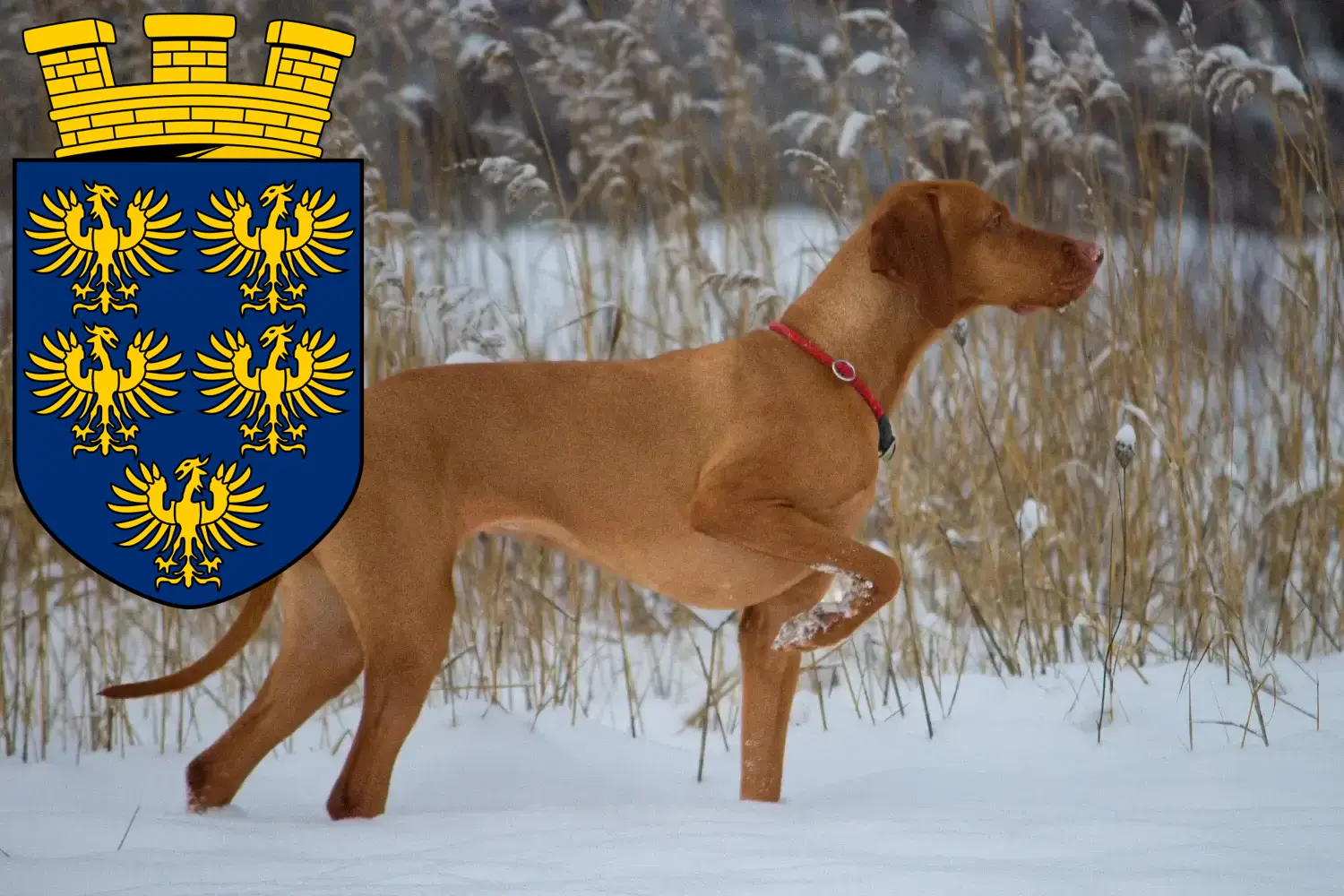 Read more about the article Magyar Vizsla breeders and puppies in Lower Austria