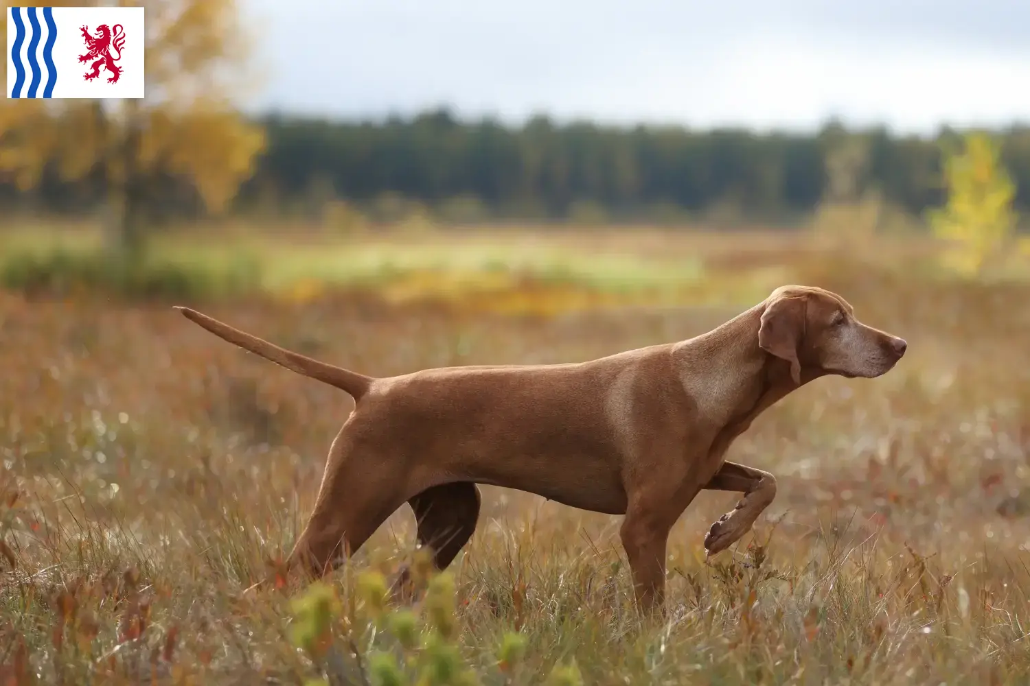 Read more about the article Magyar Vizsla breeders and puppies in Nouvelle-Aquitaine