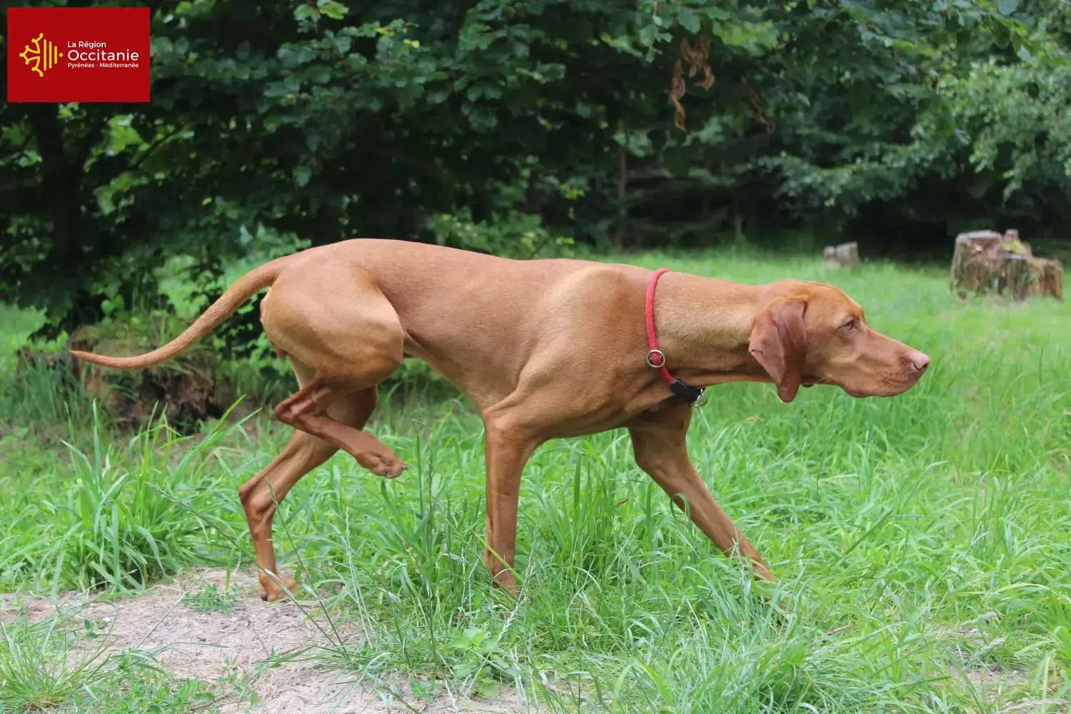 Read more about the article Magyar Vizsla breeders and puppies in Occitania