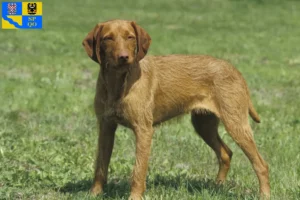 Read more about the article Magyar Vizsla breeders and puppies in Olomouc