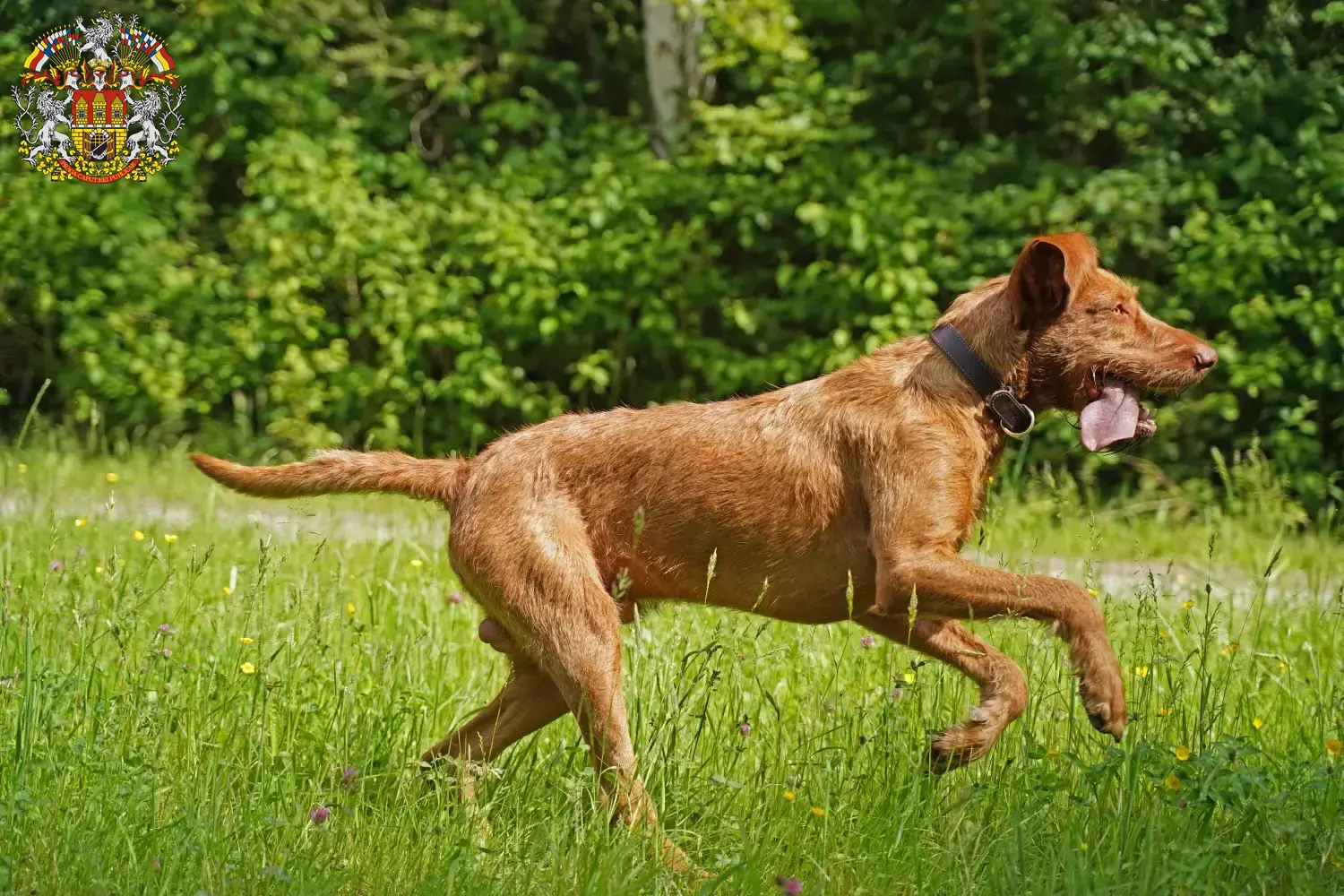 Read more about the article Magyar Vizsla breeders and puppies in Prague