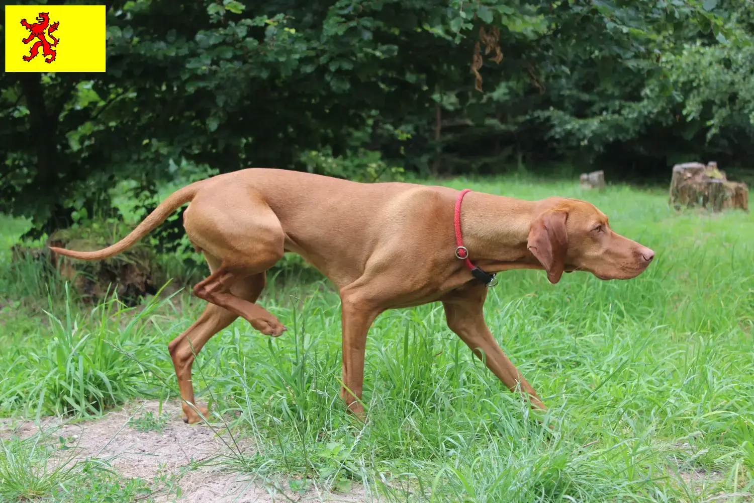 Read more about the article Magyar Vizsla breeders and puppies in South Holland