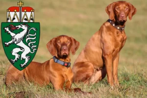 Read more about the article Magyar Vizsla breeders and puppies in Styria