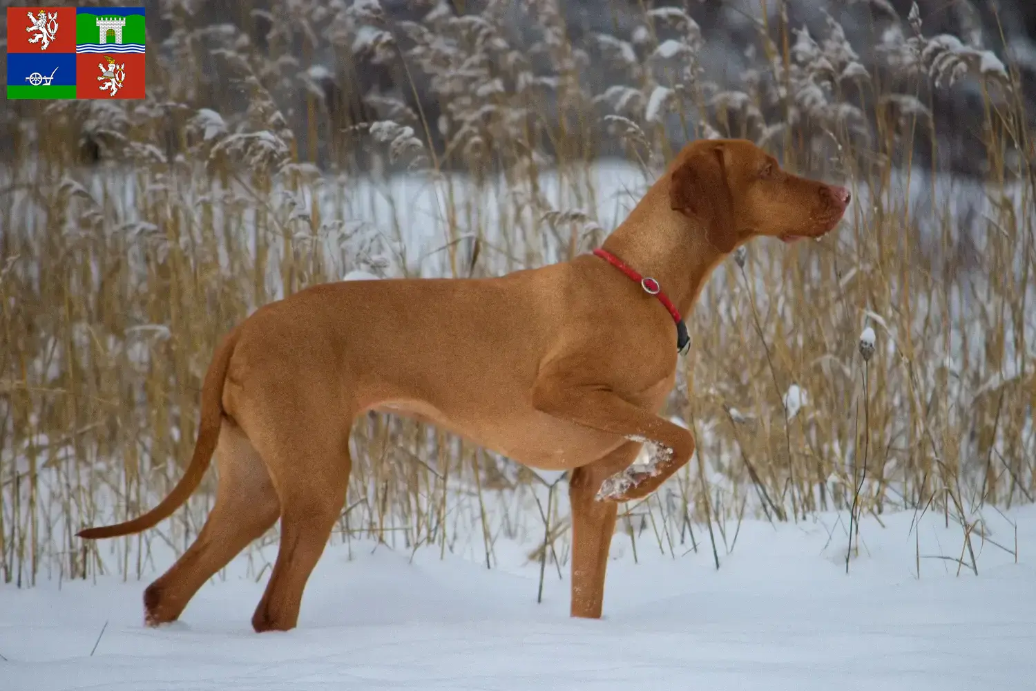 Read more about the article Magyar Vizsla breeders and puppies in Ústí