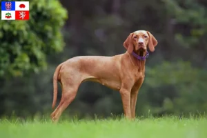 Read more about the article Magyar Vizsla breeders and puppies in Vysočina