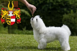 Read more about the article Maltese breeders and puppies in Carinthia