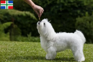 Read more about the article Maltese breeders and puppies in Groningen