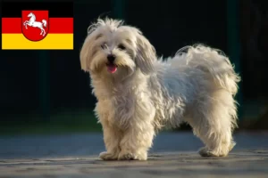 Read more about the article Maltese breeders and puppies in Lower Saxony