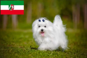 Read more about the article Maltese breeders and puppies in North Rhine-Westphalia