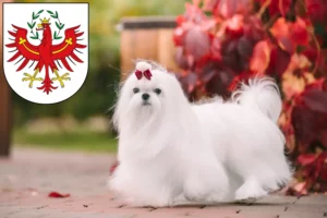 Read more about the article Maltese breeders and puppies in Tyrol