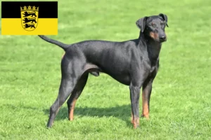 Read more about the article Manchester Terrier breeders and puppies in Baden-Württemberg