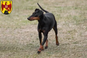 Read more about the article Manchester Terrier breeders and puppies in Burgenland