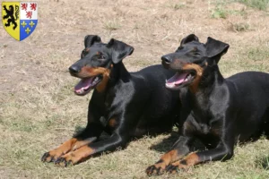 Read more about the article Manchester Terrier breeders and puppies in Hauts-de-France