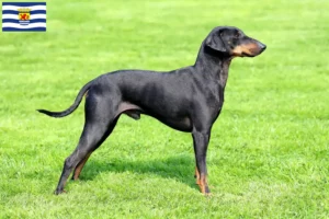 Read more about the article Manchester Terrier breeders and puppies in Zeeland