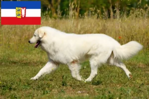 Read more about the article Maremma Abruzzi Sheepdog breeders and puppies in Schleswig-Holstein