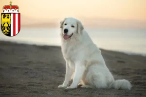 Read more about the article Maremma Abruzzi Sheepdog breeders and puppies in Upper Austria