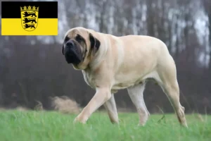 Read more about the article Mastiff breeders and puppies in Baden-Württemberg