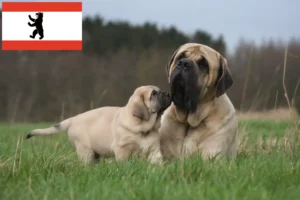 Read more about the article Mastiff breeders and puppies in Berlin