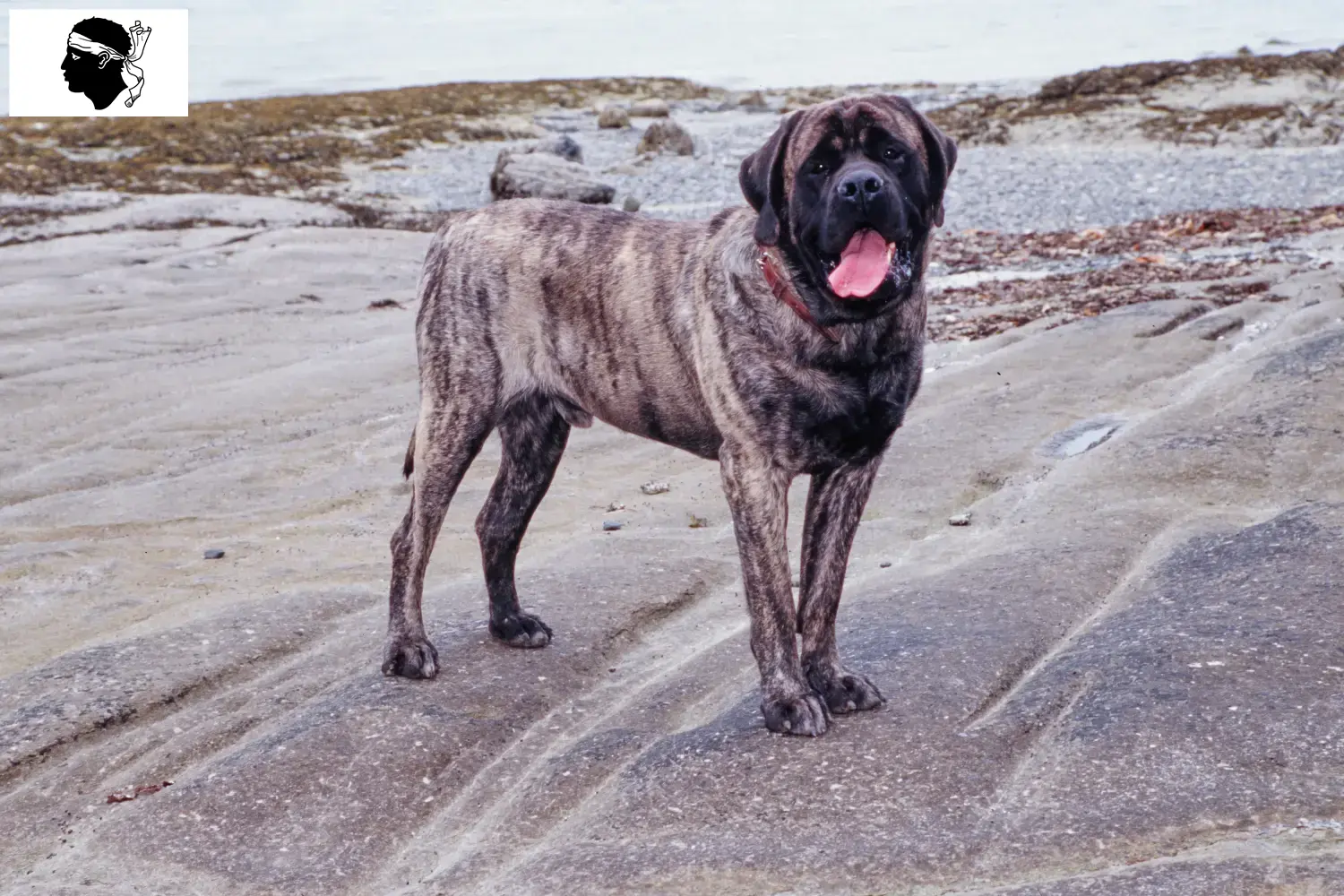 Read more about the article Mastiff breeders and puppies in Corsica