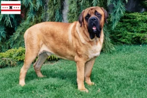 Read more about the article Mastiff breeders and puppies in Drenthe