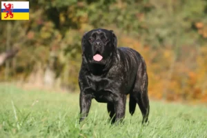 Read more about the article Mastiff breeders and puppies in Limburg