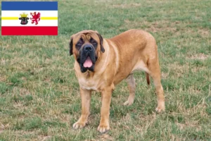 Read more about the article Mastiff breeders and puppies in Mecklenburg-Vorpommern