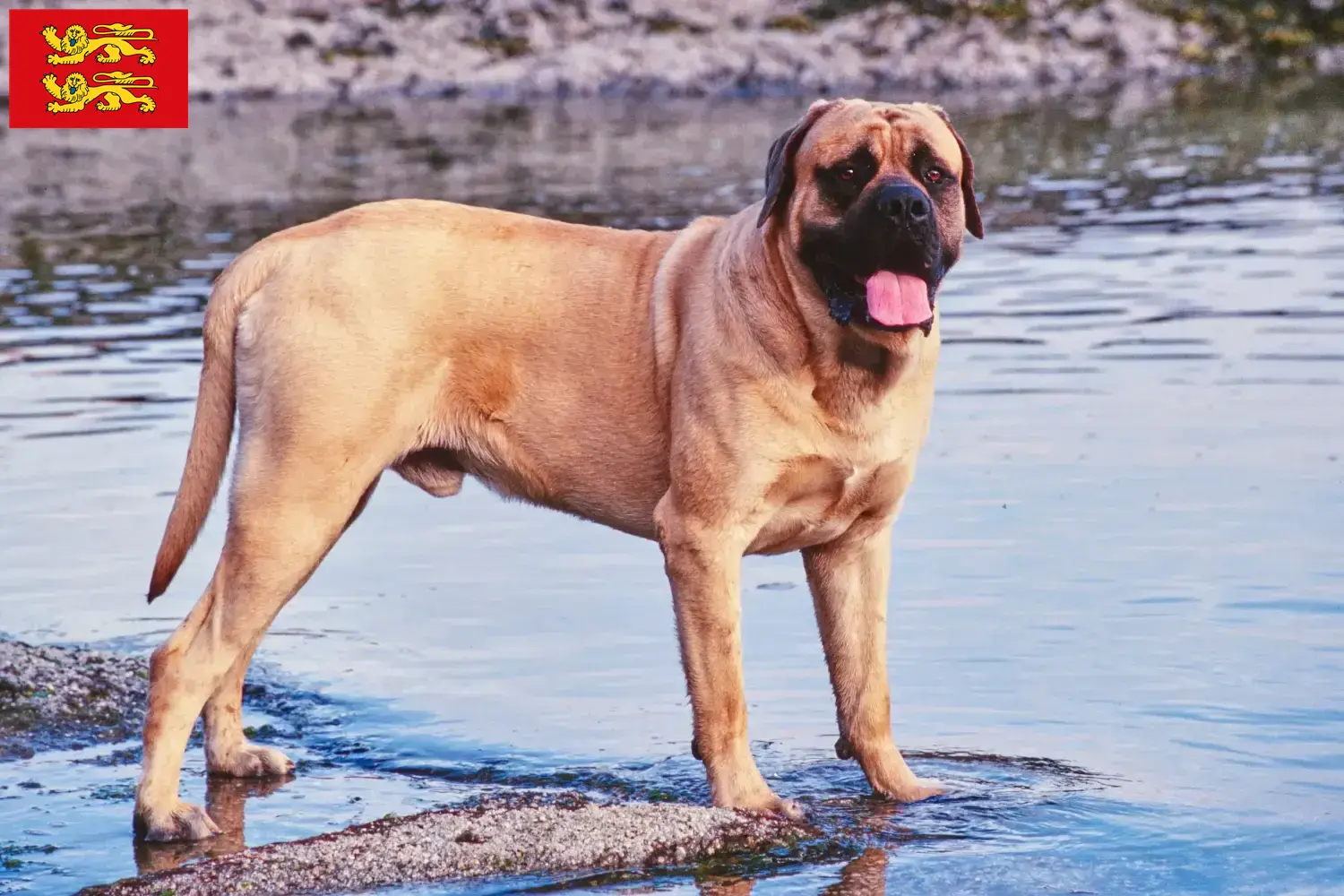 Read more about the article Mastiff breeders and puppies in Normandy