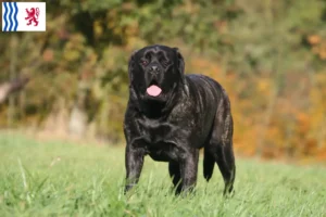 Read more about the article Mastiff breeders and puppies in Nouvelle-Aquitaine