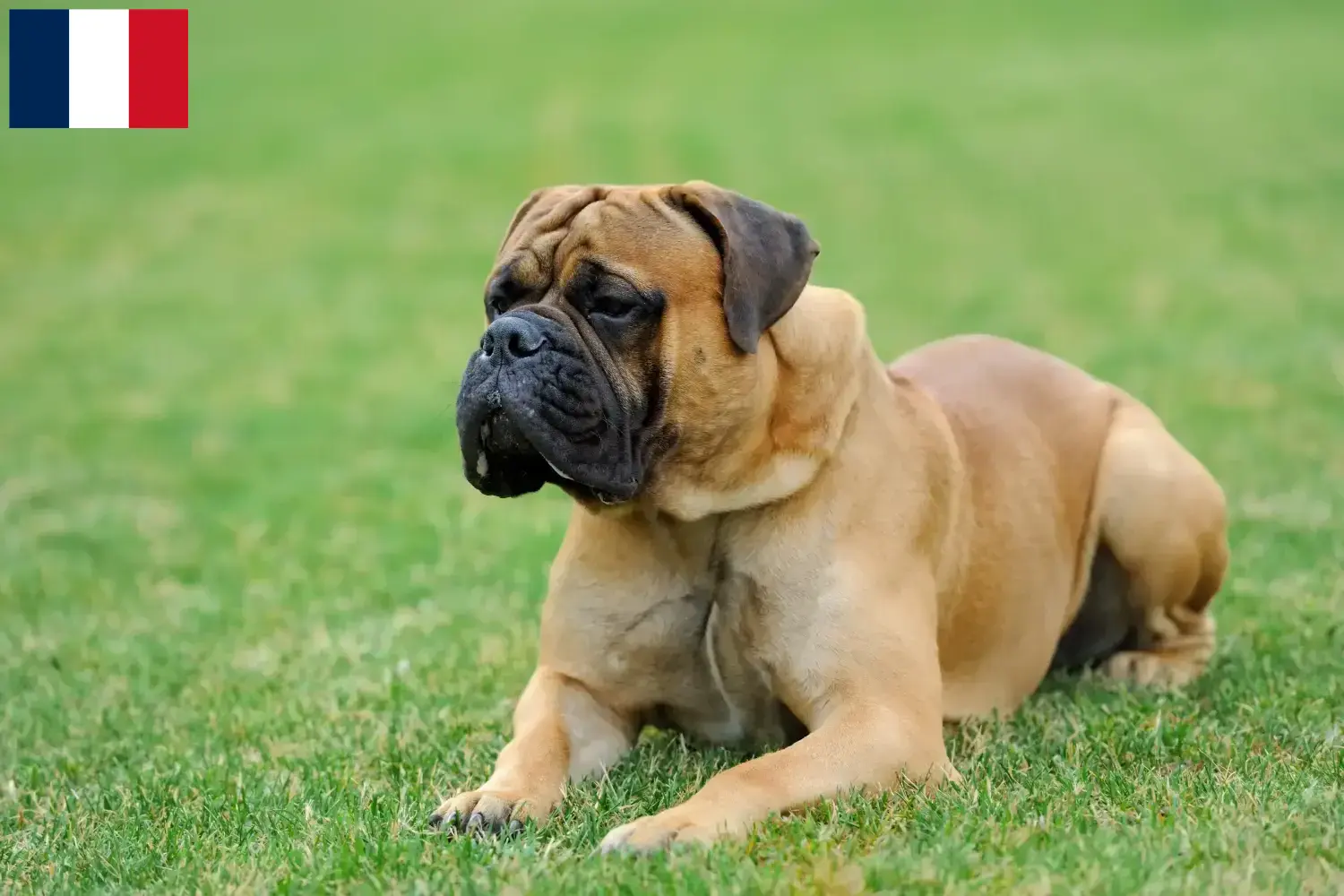 Read more about the article Mastiff breeders and puppies on Réunion