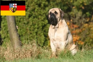 Read more about the article Mastiff breeders and puppies in Saarland