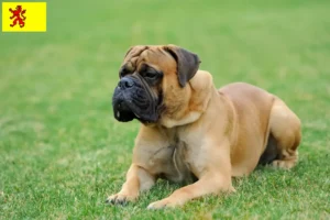 Read more about the article Mastiff breeders and puppies in South Holland