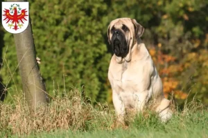 Read more about the article Mastiff breeders and puppies in Tyrol