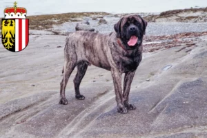 Read more about the article Mastiff breeders and puppies in Upper Austria