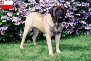 Read more about the article Mastiff breeders and puppies in Utrecht