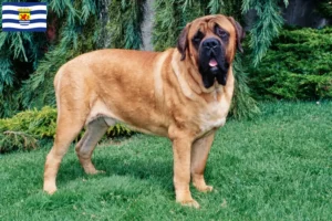 Read more about the article Mastiff breeders and puppies in Zeeland