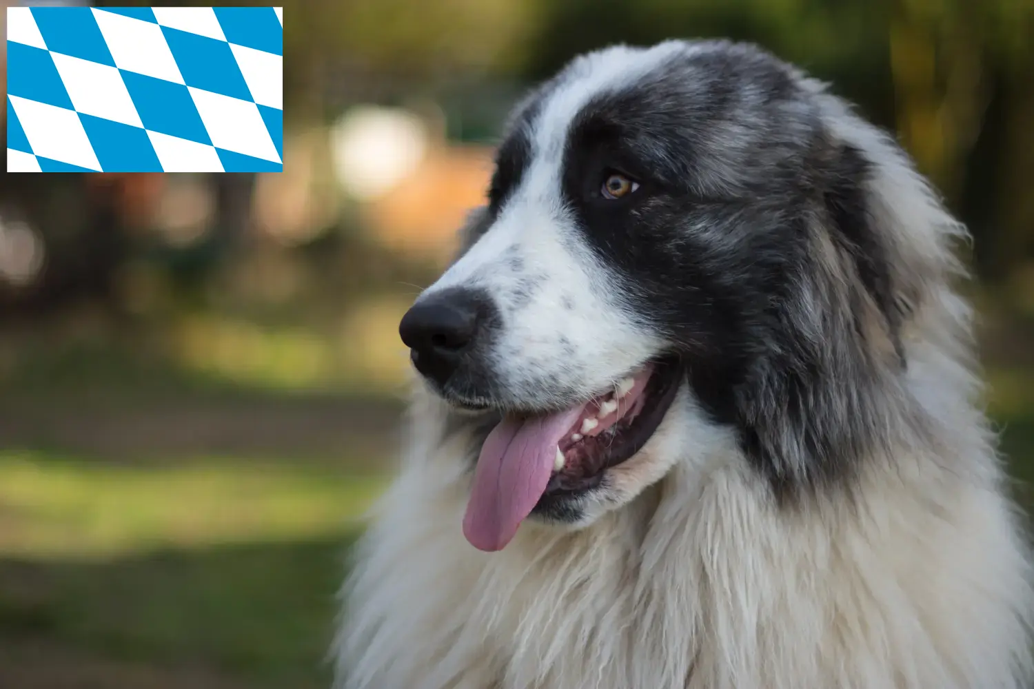 Read more about the article Mastín del Pirineo breeders and puppies in Bavaria