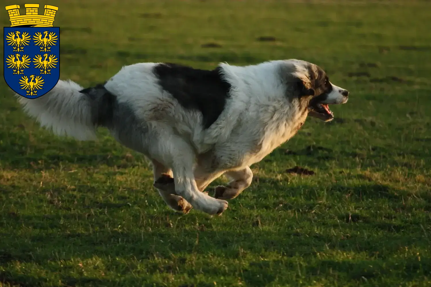 Read more about the article Mastín del Pirineo breeders and puppies in Lower Austria