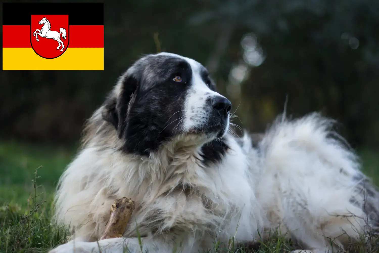 Read more about the article Mastín del Pirineo breeders and puppies in Lower Saxony