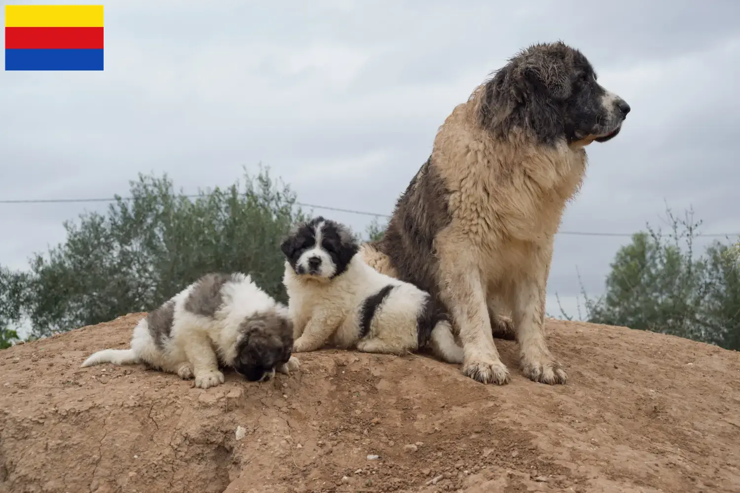 Read more about the article Mastín del Pirineo breeders and puppies in North Holland