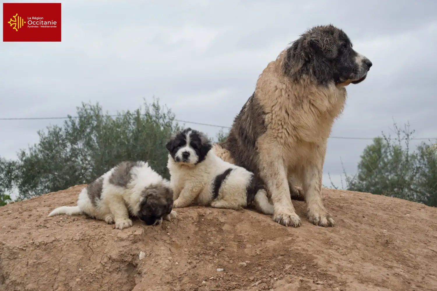 Read more about the article Mastín del Pirineo breeders and puppies in Occitania