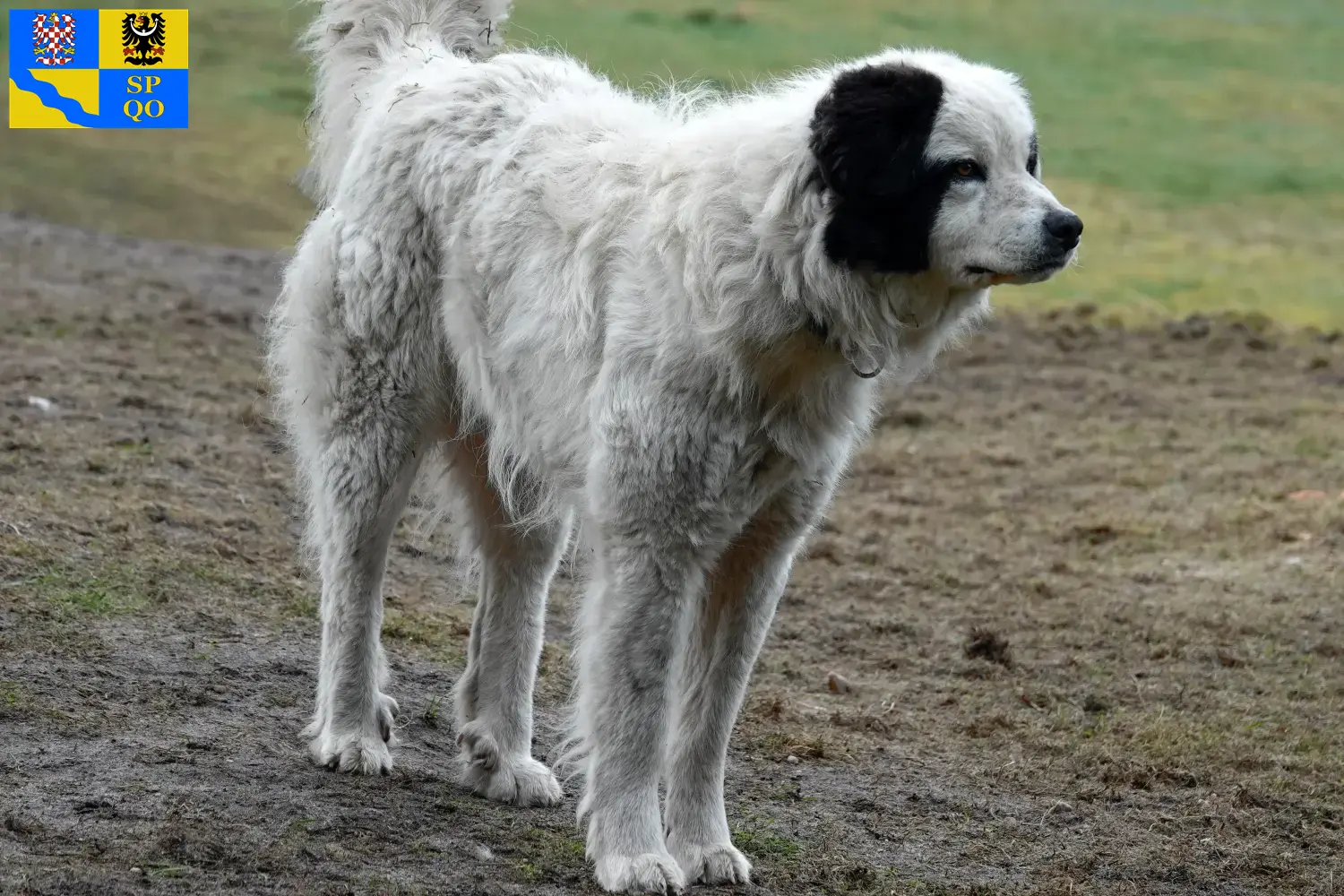 Read more about the article Mastín del Pirineo breeders and puppies in Olomouc