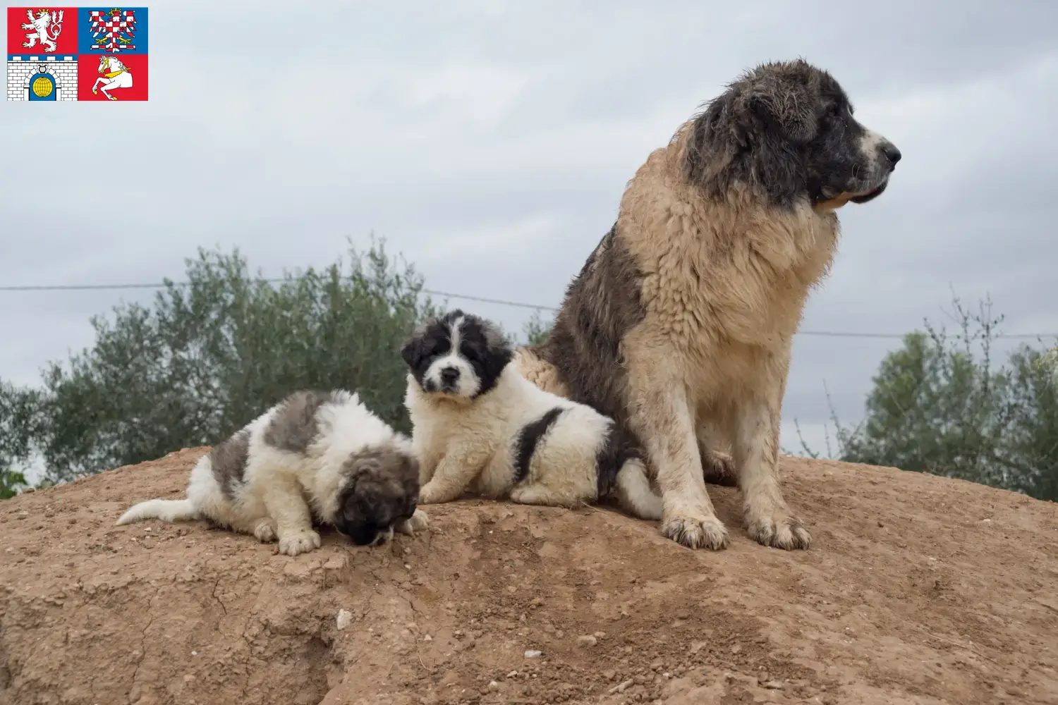 Read more about the article Mastín del Pirineo breeders and puppies in Pardubice