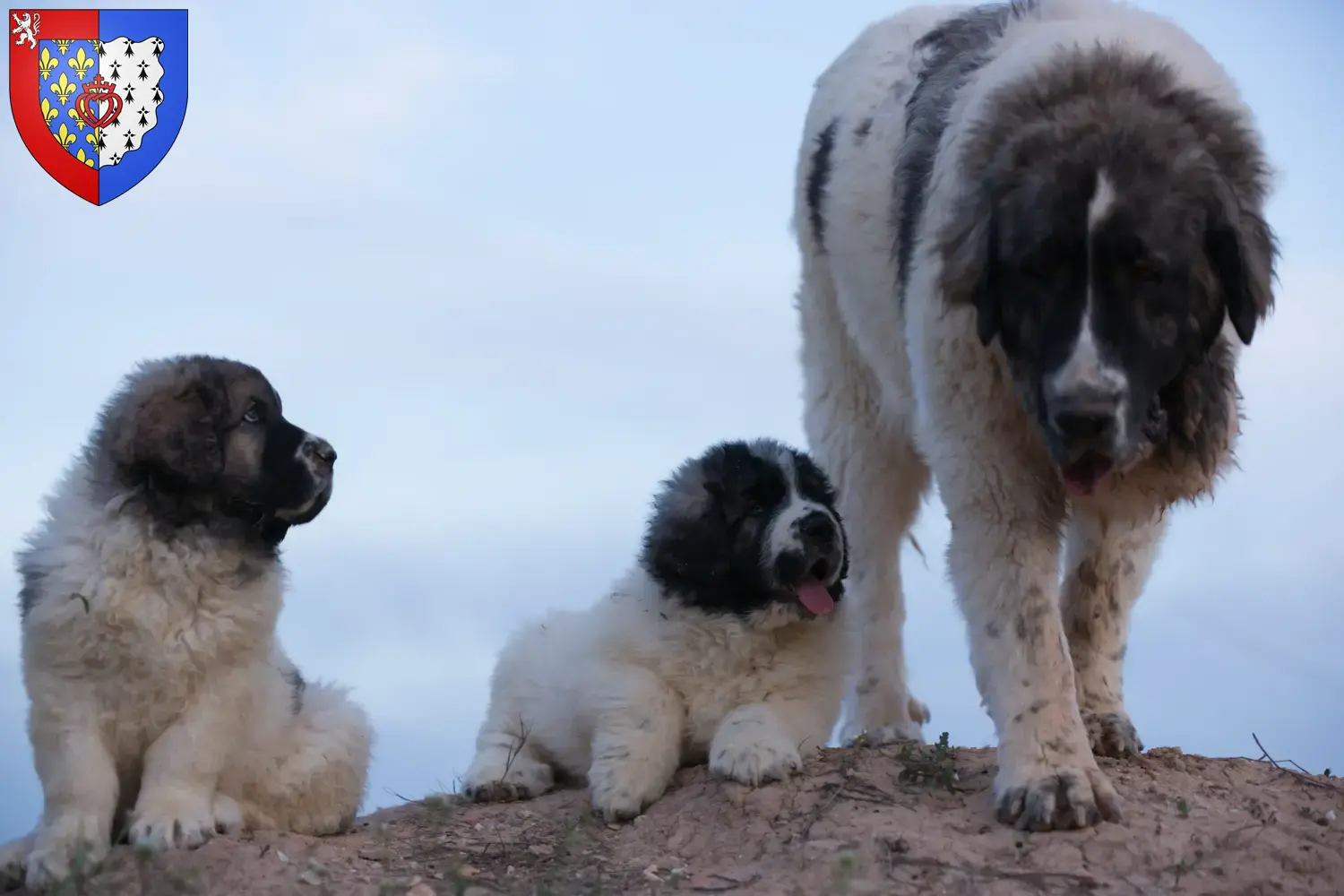 Read more about the article Mastín del Pirineo breeders and puppies in Pays de la Loire