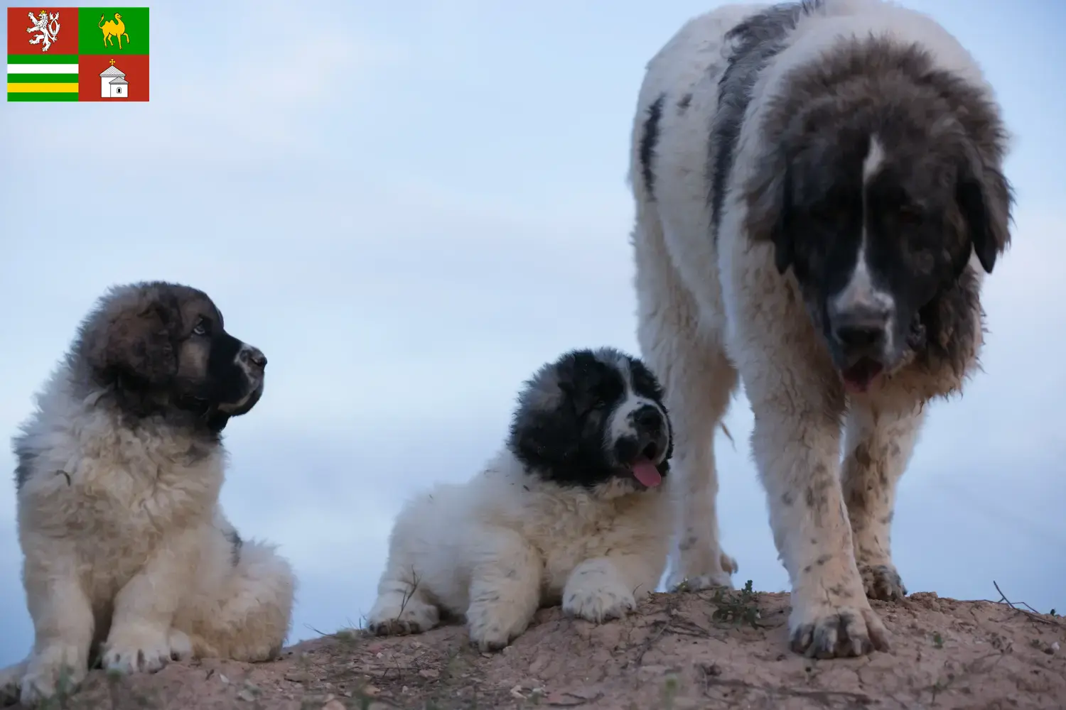 Read more about the article Mastín del Pirineo breeders and puppies in Pilsen