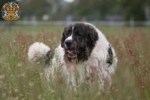 Read more about the article Mastín del Pirineo breeders and puppies in Prague