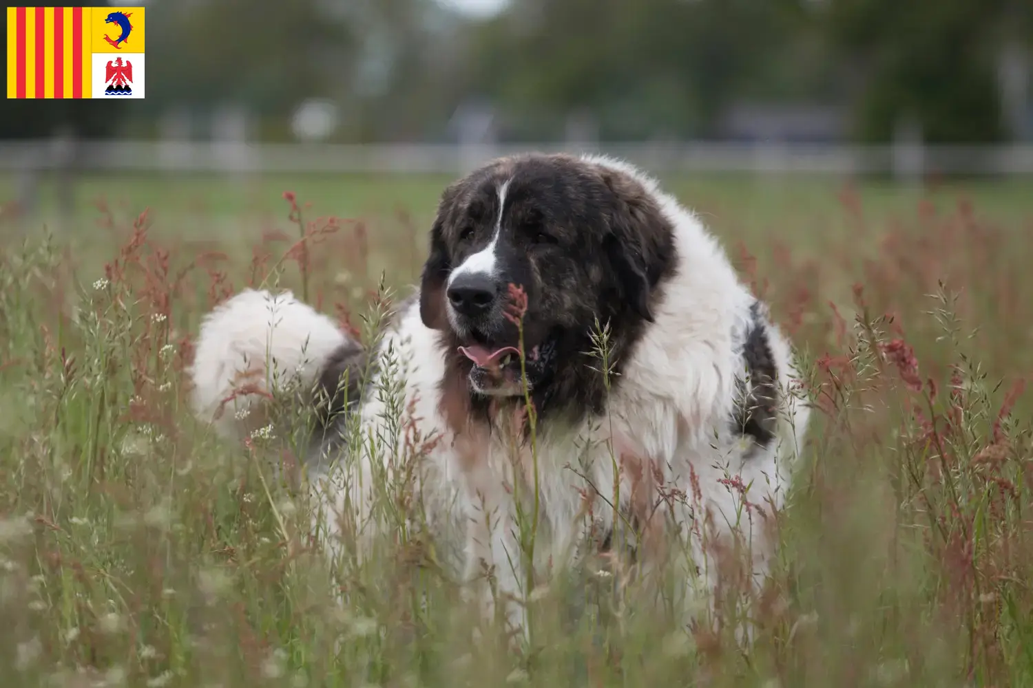 Read more about the article Mastín del Pirineo breeders and puppies in Provence-Alpes-Côte d’Azur