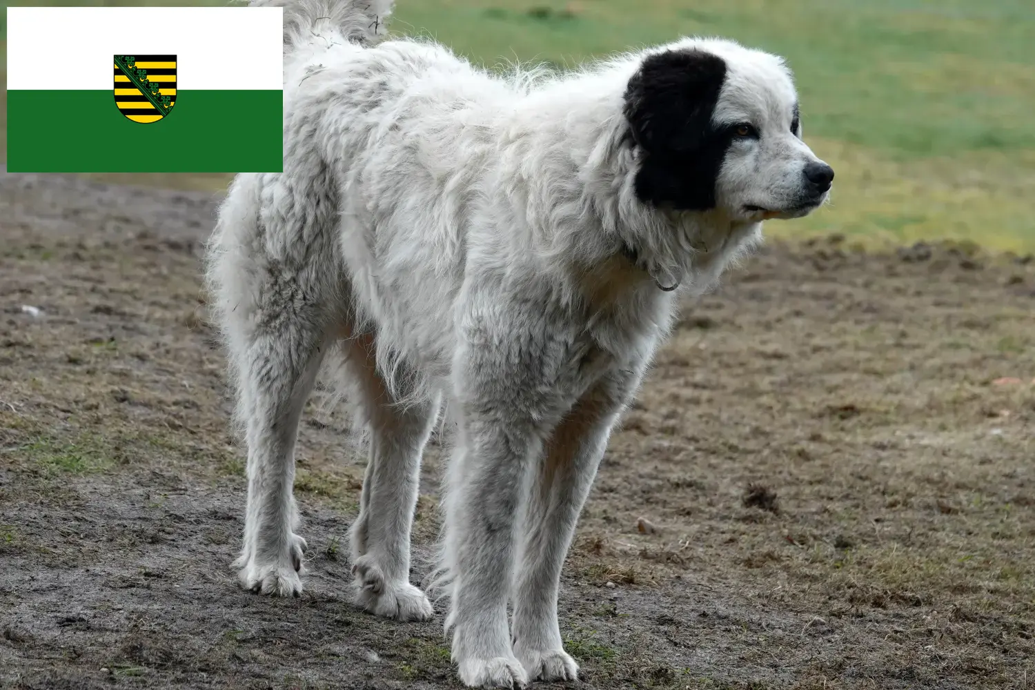 Read more about the article Mastín del Pirineo breeders and puppies in Saxony