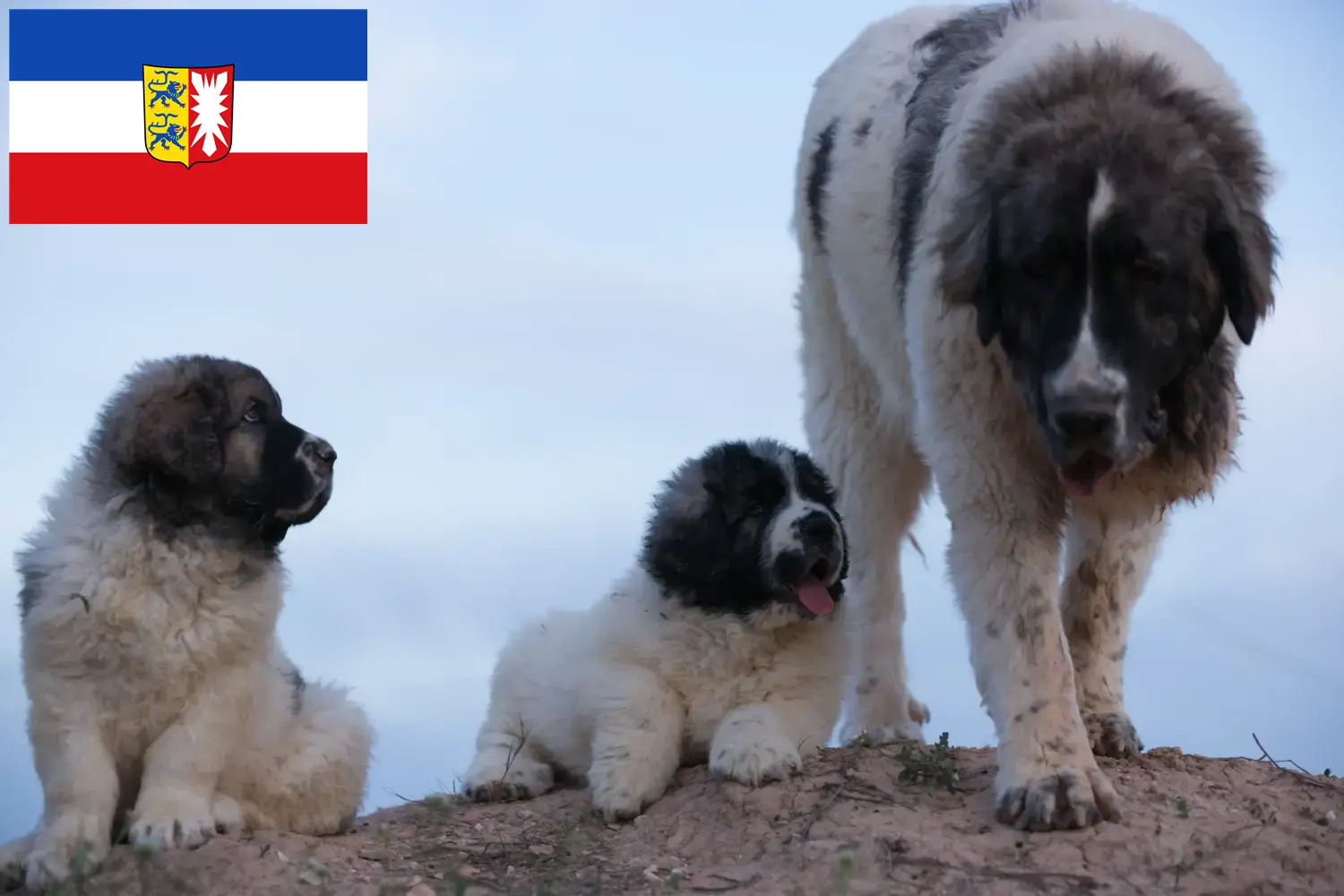 Read more about the article Mastín del Pirineo breeders and puppies in Schleswig-Holstein