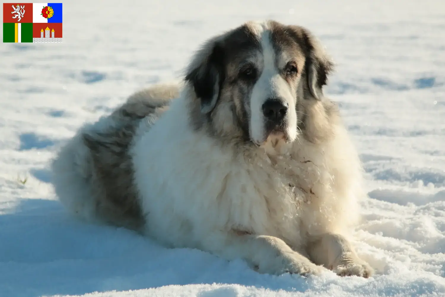 Read more about the article Mastín del Pirineo breeders and puppies in South Bohemia